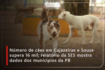 Secretaria Estadual de Saúde divulga estimativa de população canina na Paraíba; confira dados