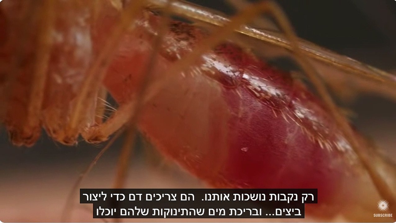 דרך הפעולה של יתושים