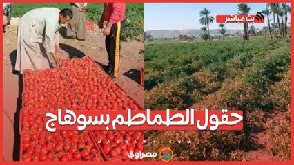 بعد وصول سعر الكيلو 2 جنيه.. "مصراوي" داخل حقول الطماطم بسوهاج