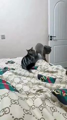 Fanny cats# short # shortfeed # #funny vadio