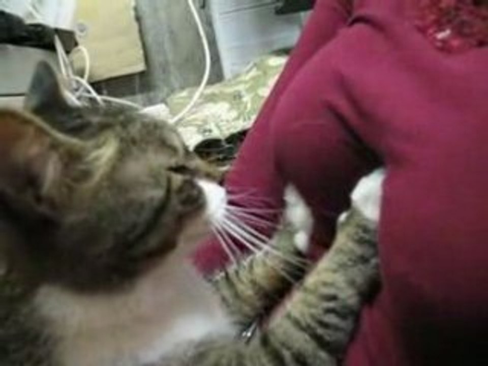 Chat Peloteur de seins !