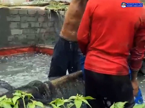 Kapan sortir lele, Berapa kali sortirnya, Segmen Pembenihan & Pendederan lele❓