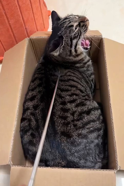My pets😼🙄 #cat #cuteanimals #pets #short