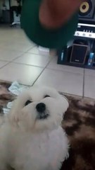 Puppy Fetches Ball for First Time