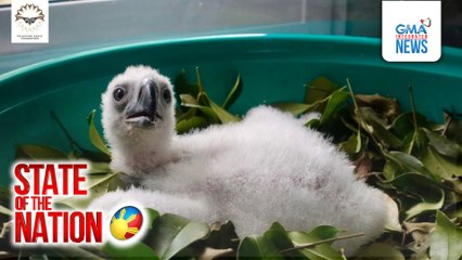 Pagsilang sa eaglet na si Riley, kauna-unahang documented na unassisted natural hatching ng Philippine Eagle | SONA