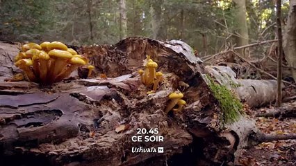 Terre, la vie cachée d'une planète