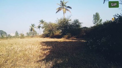 spot out 2 cranes in agriculture field