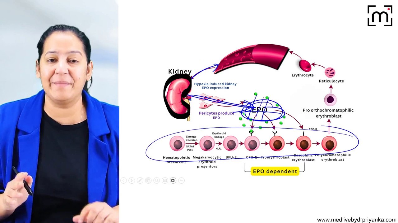 14. Anemia of Chronic Disease