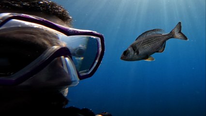 Así se ha demostrado cómo los peces son capaces pueden distinguir y reconocer a los buceadores