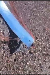 Pez remo en playa de Baja California Sur