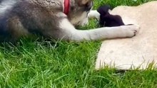 Dog's reaction to meeting a tiny kitten for the first time