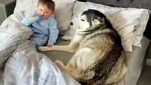 Dog refuses to get out of bed and then proceeds to fall asleep, looking after his best friend.