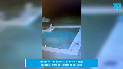 "Aquachorro" en La Plata: se ocultó debajo del agua de una pileta para no ser visto