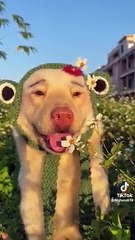 Funny Moments of Cat & Dog Bosses - Episode 32 |  Meow & Woof Universe