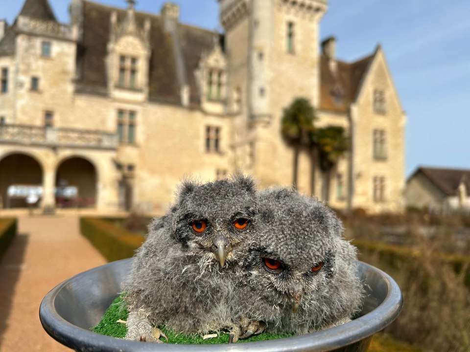 Ces deux petits hiboux sont nés fin janvier 2025 au Château des Milandes à Castelnaud-la-Chapelle