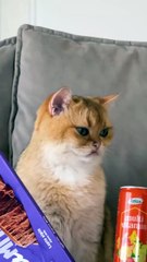 Cat's approved chocolate hack 🍫 #123go