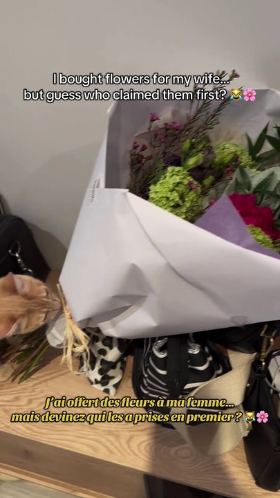 Flowers? More like a new cat toy 🥲 Des fleurs ? Plutôt un nouveau jouet pour chats 🥲