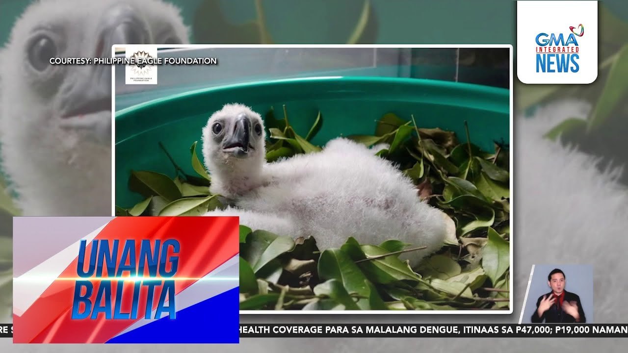 Eaglet na si "Riley," kauna-unahang documented at unassisted natural hatching ng Philippine eagle | Unang Balita