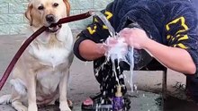 Epic Moments of This Smart Dog! 😊🐶