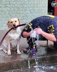 Epic Moments of This Smart Dog! 😊🐶