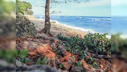Tala de árboles de uva de playa en Güibia