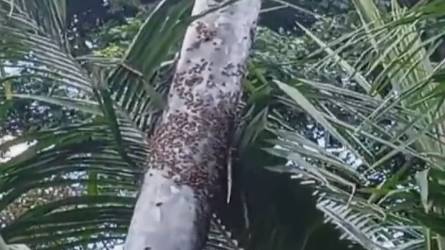 Colmena de abejas africanizadas amenaza a residentes de La Chorrera