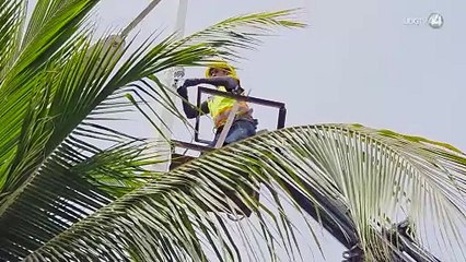 Comienza el retiro de luminarias y palmeras en la Vía Corta y Nodo Vial en Puerto Vallarta