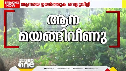 മയക്കുവെടിയേറ്റ ആന മയങ്ങിവീണു; ദൗത്യസംഘം പരിശോധന നടത്തുന്നു; ആനയ്ക്കരികിൽ കുംകിയാനകളും