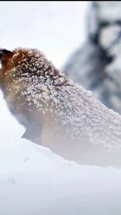 Learn to think, be alert, and make decisions like a fox