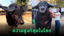 ควายสูงที่สุดในโลก ควายงามในไทยได้บันทึกสถิติโลกจากกินเนสส์
