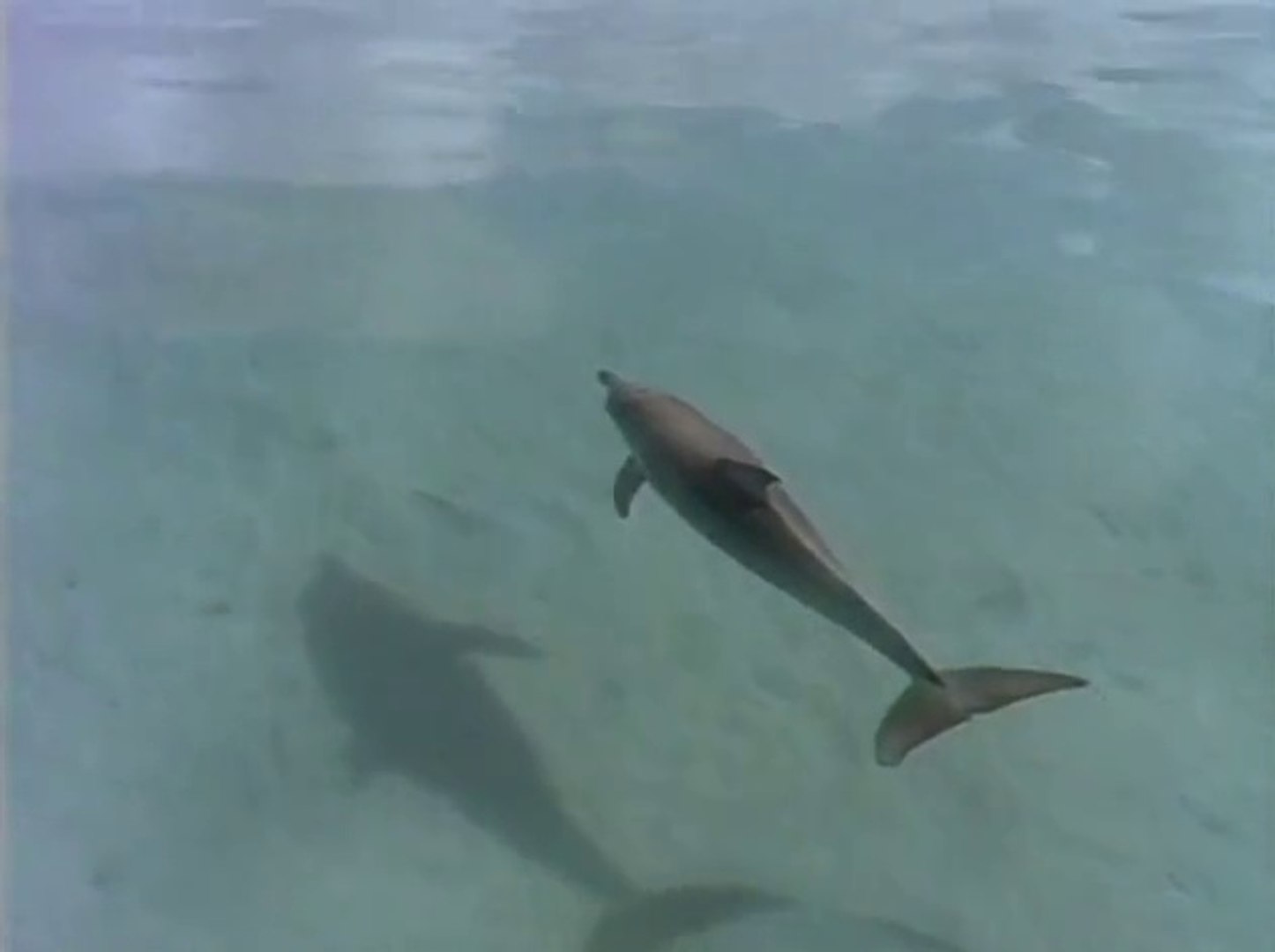 ⁣The Private Lives of Dolphins
