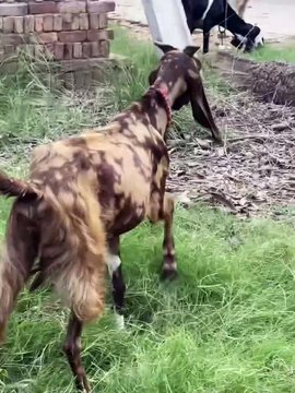 #trending #usa #viral #shortvideo #baby #pet #animals #goats #bakra #bakramandi