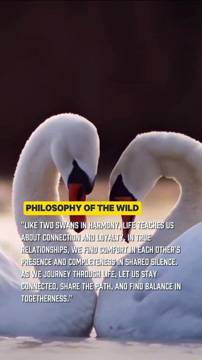 The Grace of Swans: Harmony, Loyalty, and Balance