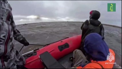 Rescatan familia de orcas varada frente a la costa rusa