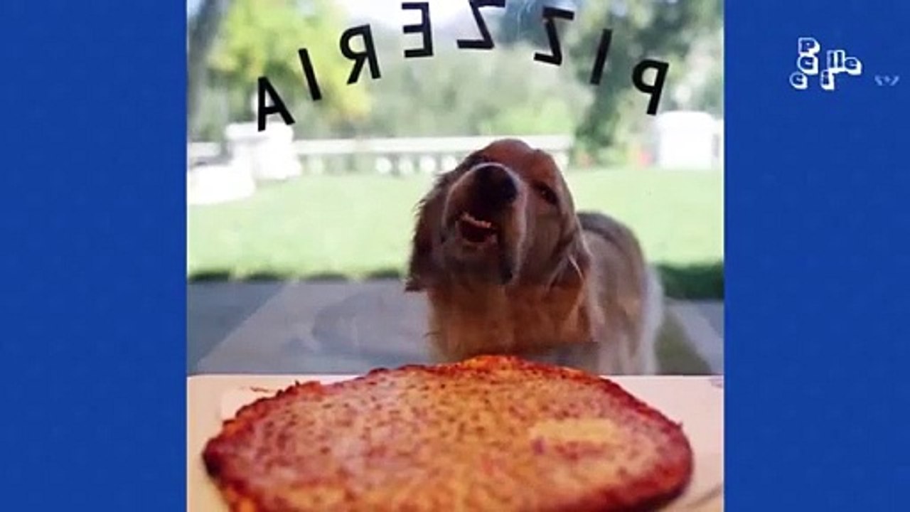 Funniest Golden Retrievers / Funny video 😊