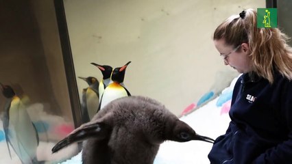 Pesto, el pingüino rey bebé famoso por su tamaño