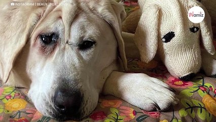 Entstellter Hund mit gebrochenem Herzen, doch dann schlägt das Schicksal zu (Video)