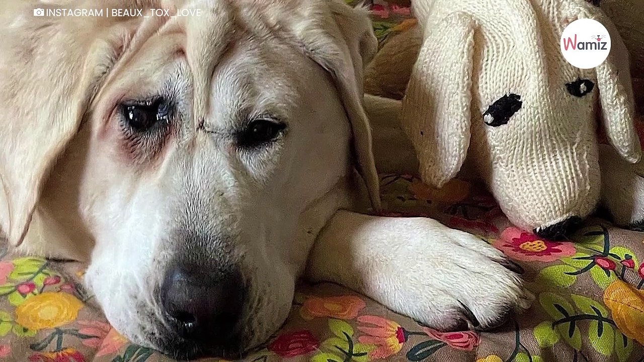 Entstellter Hund mit gebrochenem Herzen, doch dann schlägt das Schicksal zu (Video)