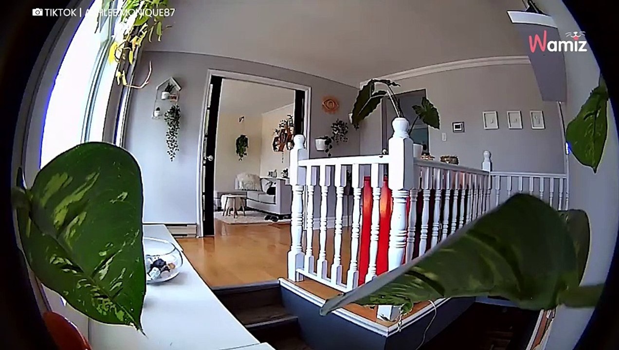 Katze möchte nicht mehr allein sein und hat dafür Tricks auf Lager