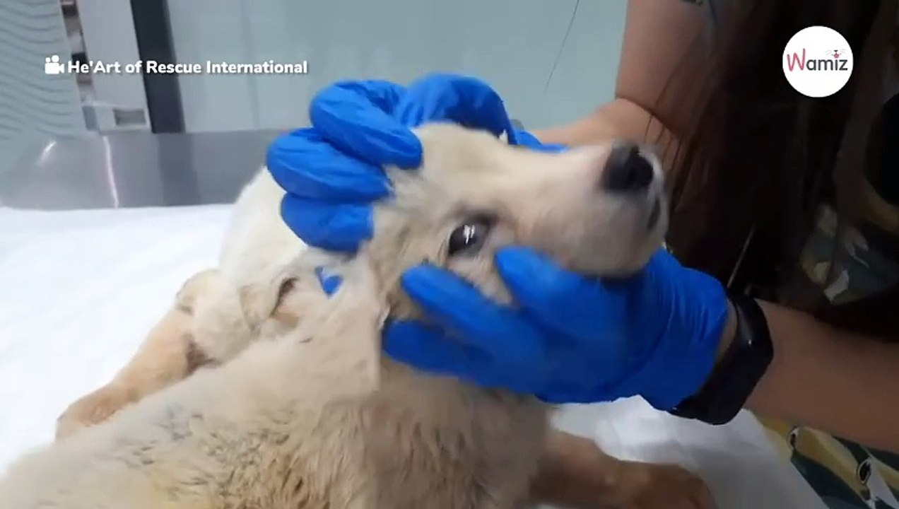 Auf der Straße bewegt sich eine Mülltonne von alleine: Panik macht sich breit!