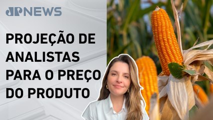 Kellen Severo: Milho vai chegar a R$ 100 por saca?