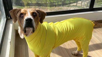 ¿Se hará justicia por Ángel? El Congreso tiene en sus manos la ley que castigaría el maltrato animal