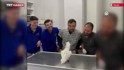 Veterinerlerle dans eden papağan "Ares" ilgi odağı oldu