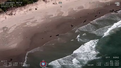 Australien: 150 Delfine an Bucht auf Tasmanien gestrandet