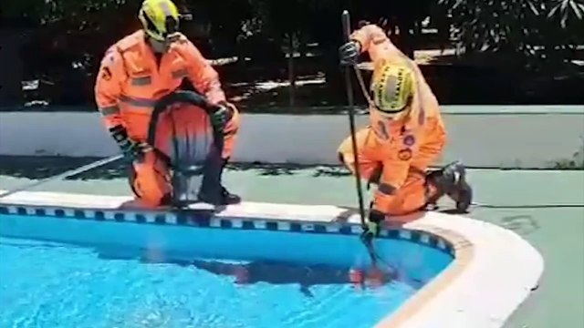 Jacaré de 1,5 metros é capturado pelos Bombeiros durante ‘banho de piscina’