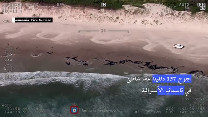 جنوح أكثر من 150 دلفينا عند شاطئ في تاسمانيا الأسترالية