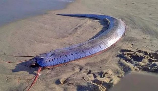 Un 'pez del fin del mundo' aparece en una playa de México