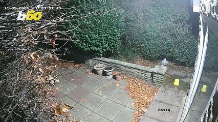 Burglar Caught Thank to ‘Home Alone’ Style Trap