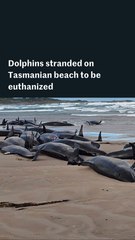 Dolphins on Australian beach to be euthanized after mass stranding