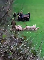 Video filmed by a Lydeard St Lawrence resident of a hunt's hounds allegedly killing a fox.